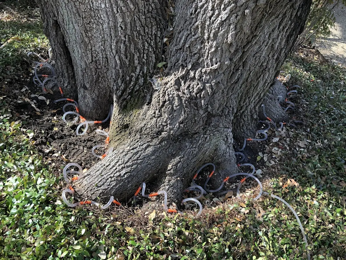 Detailed Tree Cabling and Bracing job site in Paradise