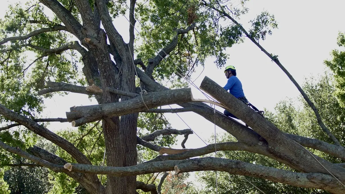 Professional Hazardous Tree Removal performed by certified arborists in Paradise