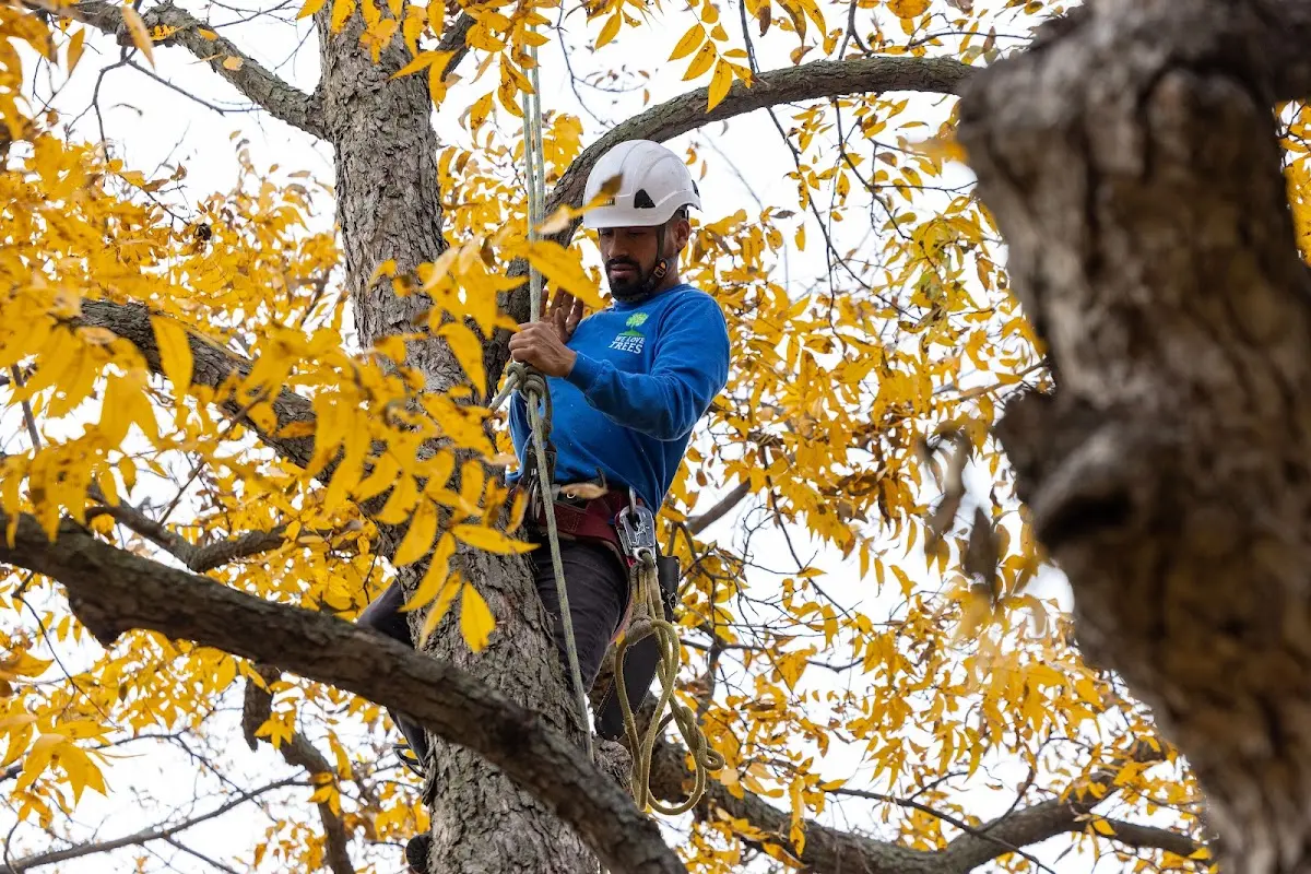 Skilled Tree Trimming crew working in Paradise